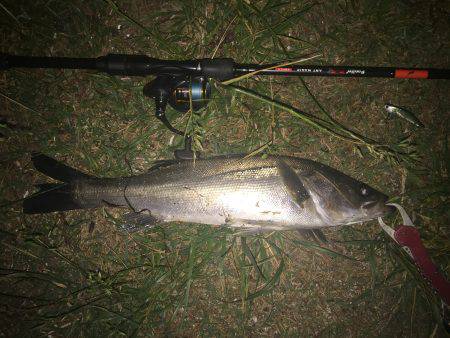 シーバス５０センチ